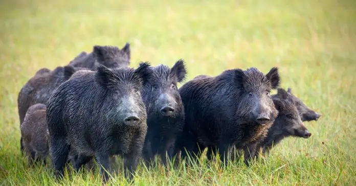 Kerala HC: Plea to declare Wild Boar as ‘Vermin’ Under Wildlife Protection Act