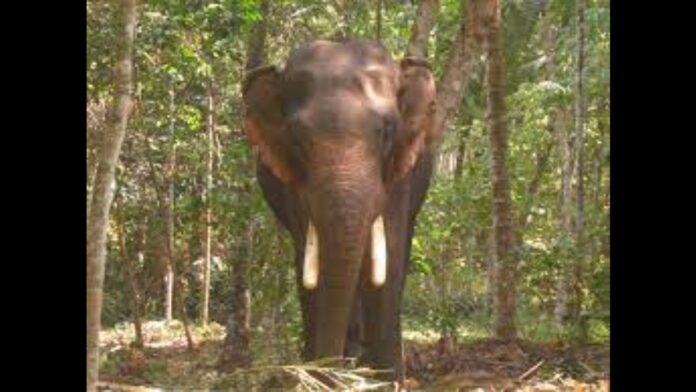The PIL requests that fencing be erected to keep elephants out of the revenue property
